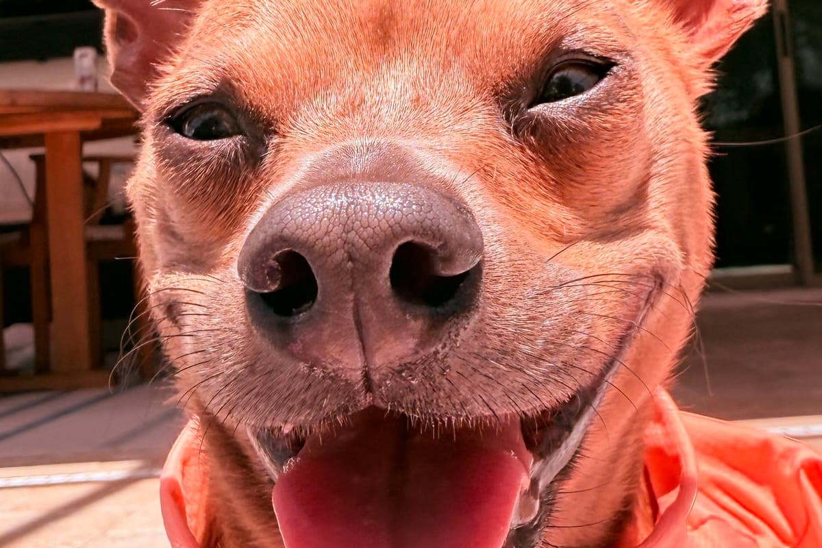 Close-up of Addie the dog grinning at the camera in an orange shirt